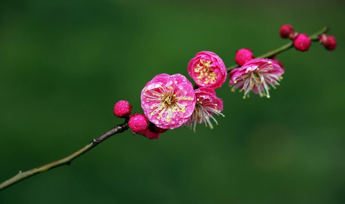 咏梅诗词精选大全