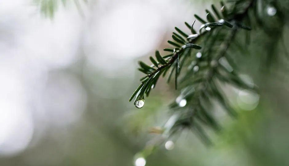 雨水诗句古诗大全