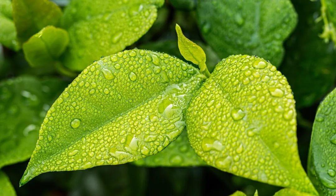 雨水诗句古诗大全