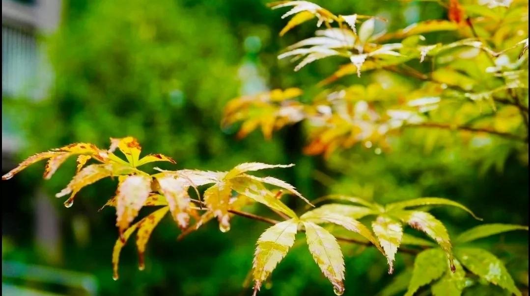 5首最美秋雨诗词