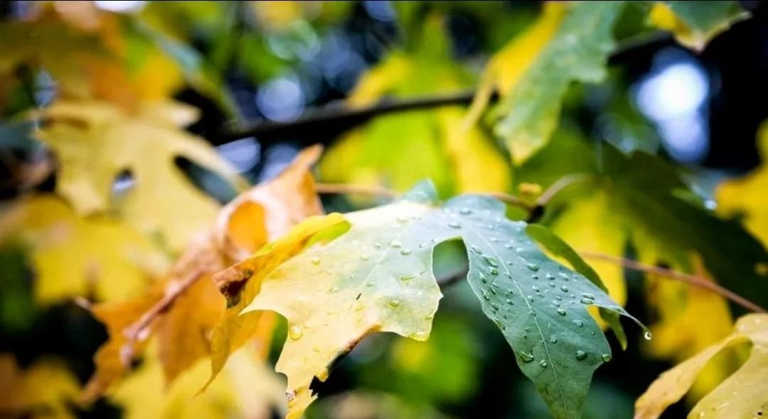 5首最美秋雨诗词