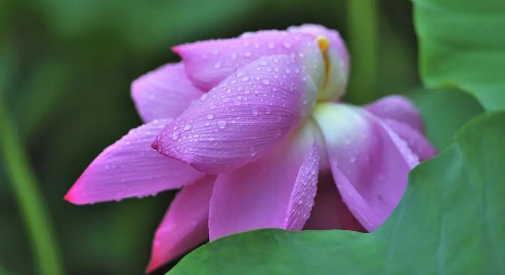 描写雨中荷花的唯美诗句