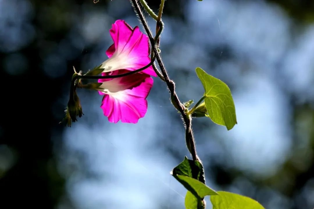 描写晚夏时节的古诗