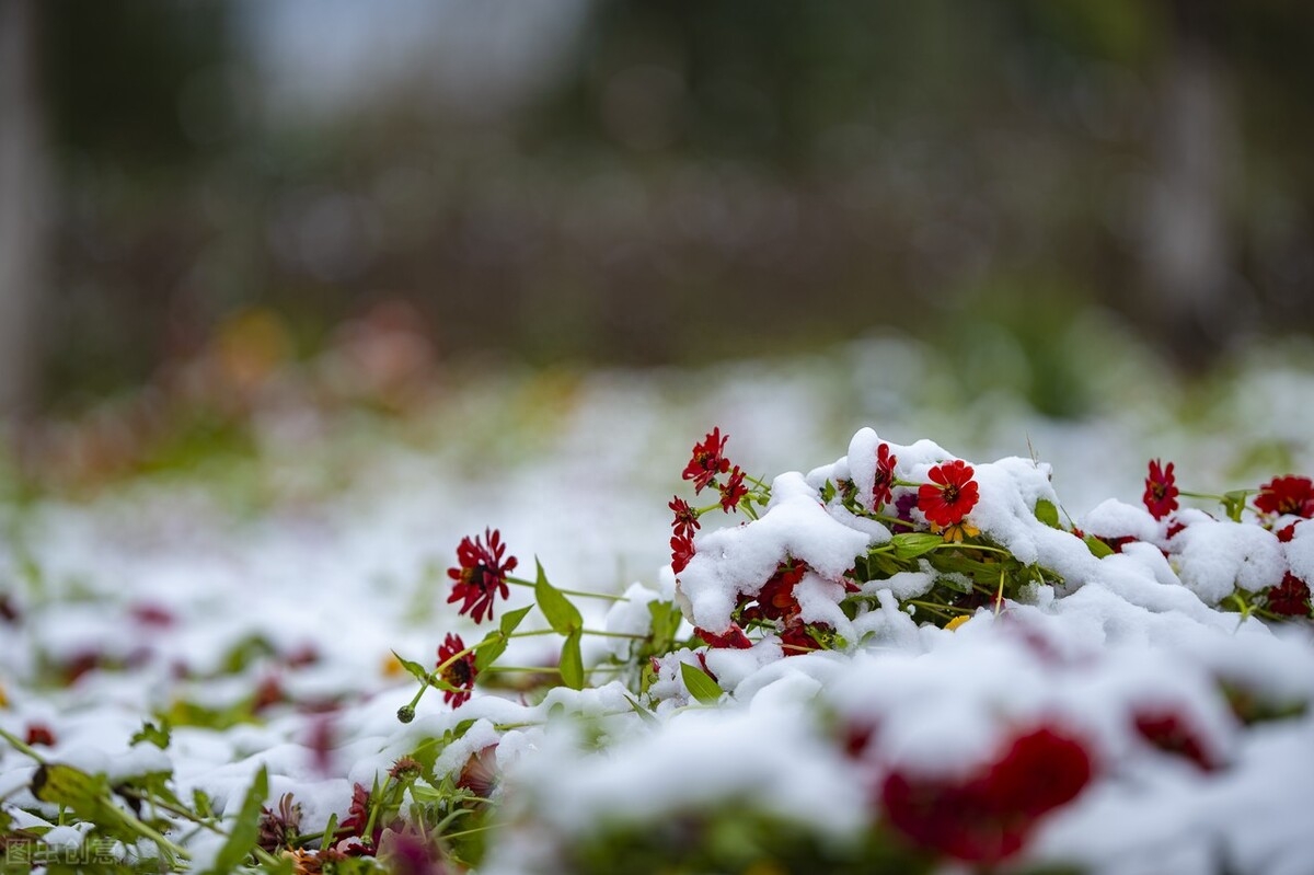 小雪节气的含义是什么简介