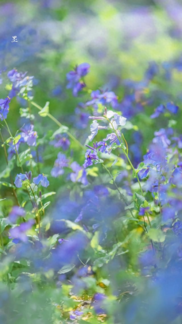 写花香的古诗句