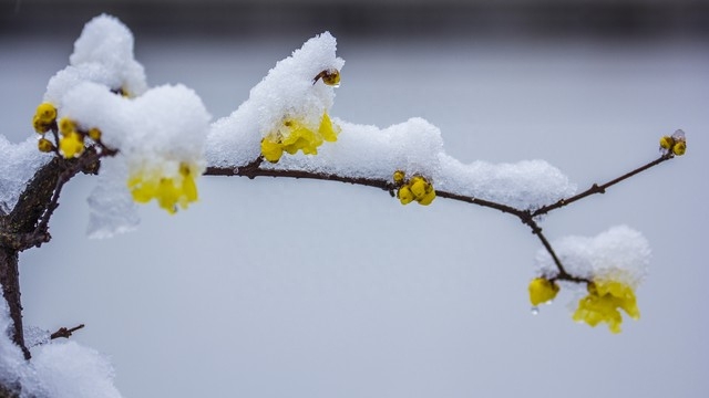 腊梅雪花的七绝诗