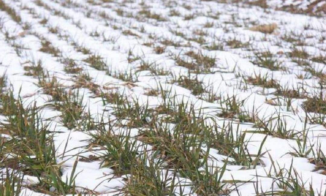 什么时候下的雪叫瑞雪兆丰年