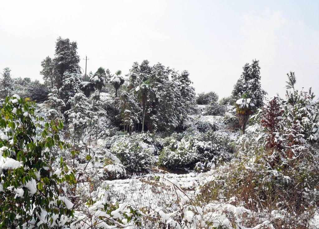 什么时候下的雪叫瑞雪兆丰年