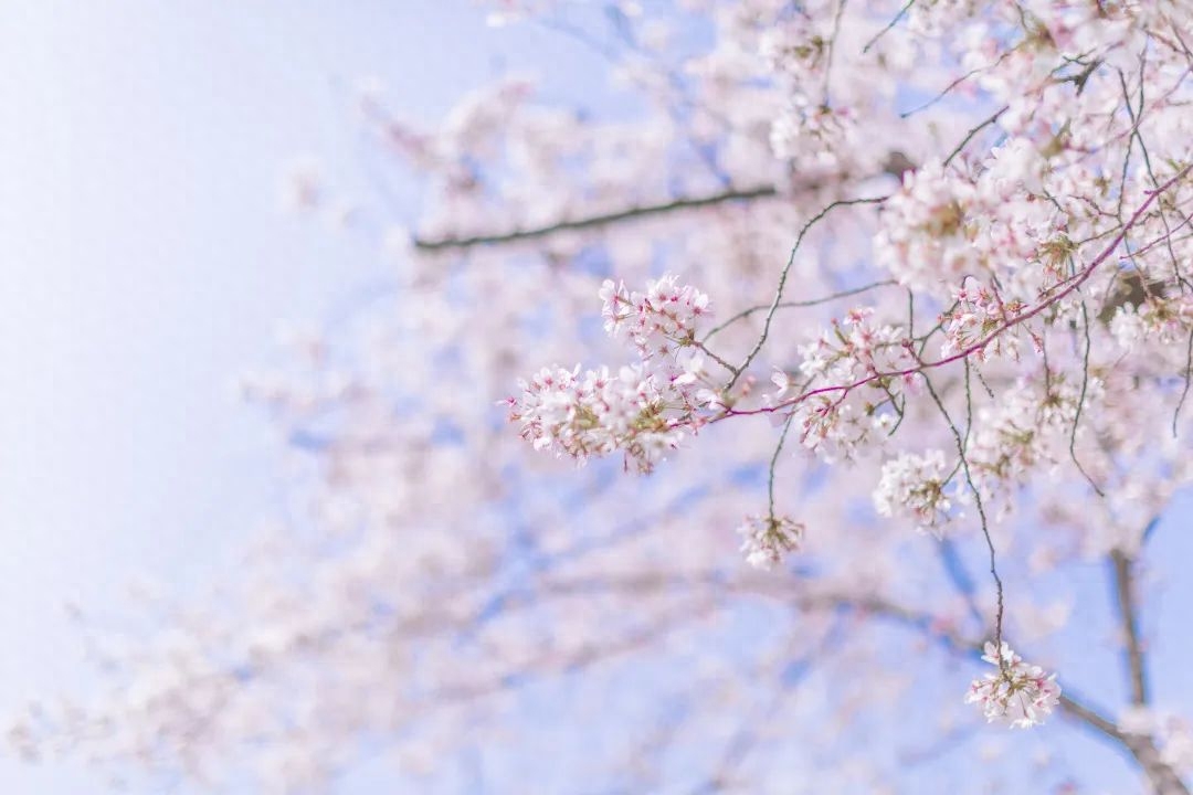 飞花令春诗句全集