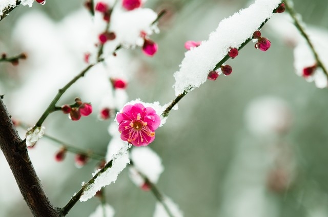 腊梅雪花的七绝诗