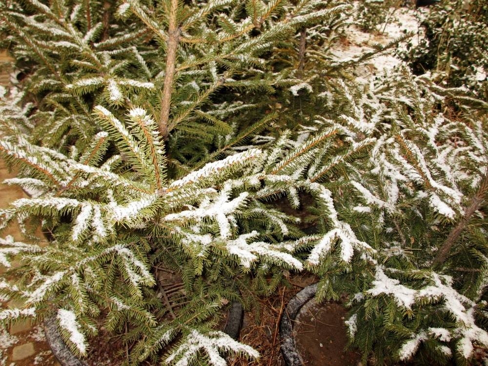 什么时候下的雪叫瑞雪兆丰年