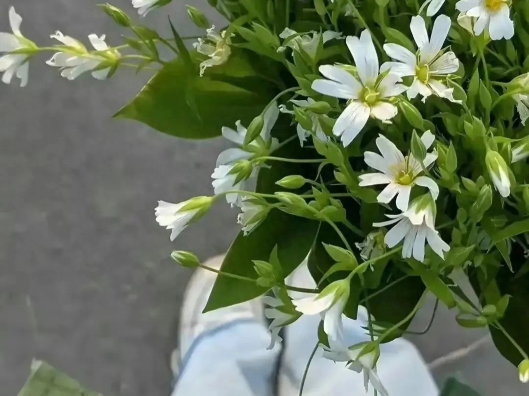 带有花的诗词飞花令