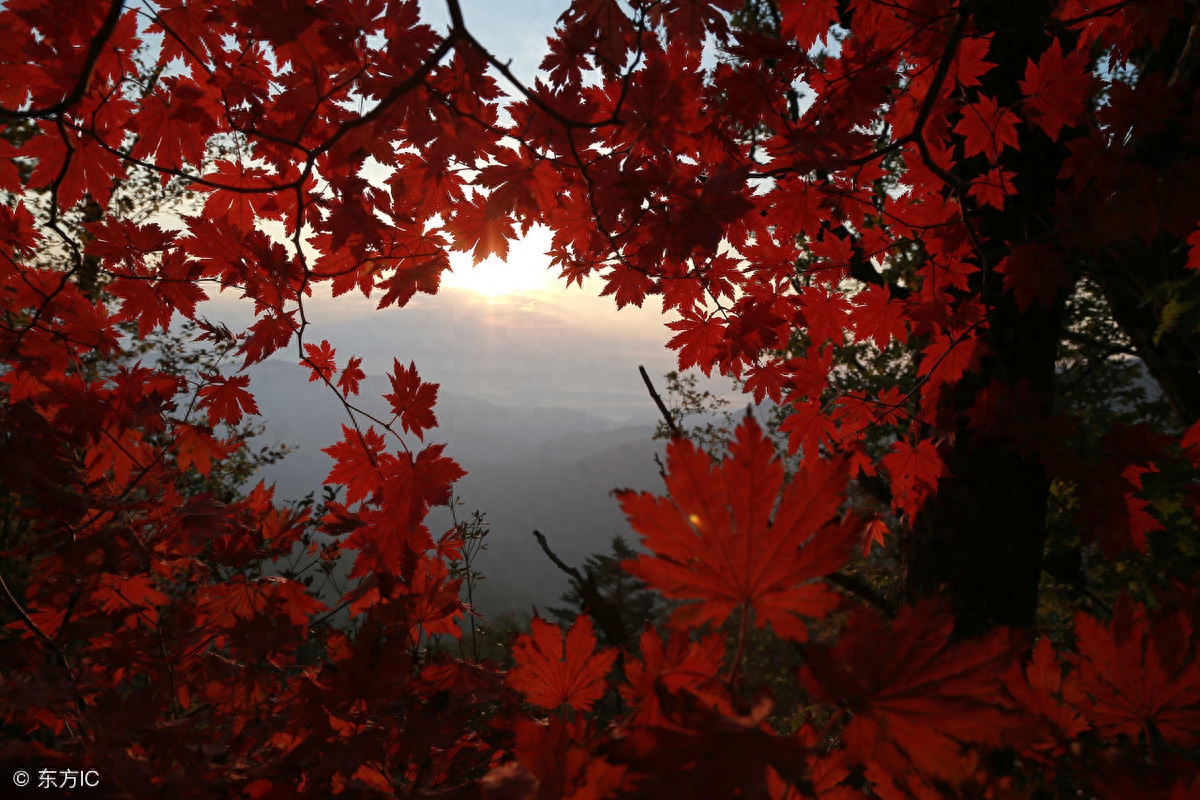 山行. (唐)杜牧鉴赏