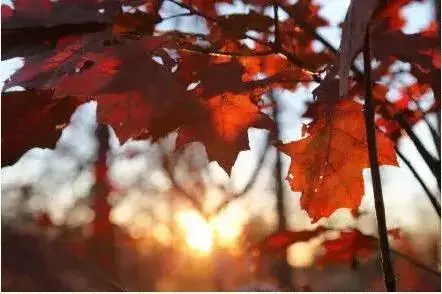 中考名著阅读《朝花夕拾》检测题（中考名著阅读朝花夕拾检测题答案）