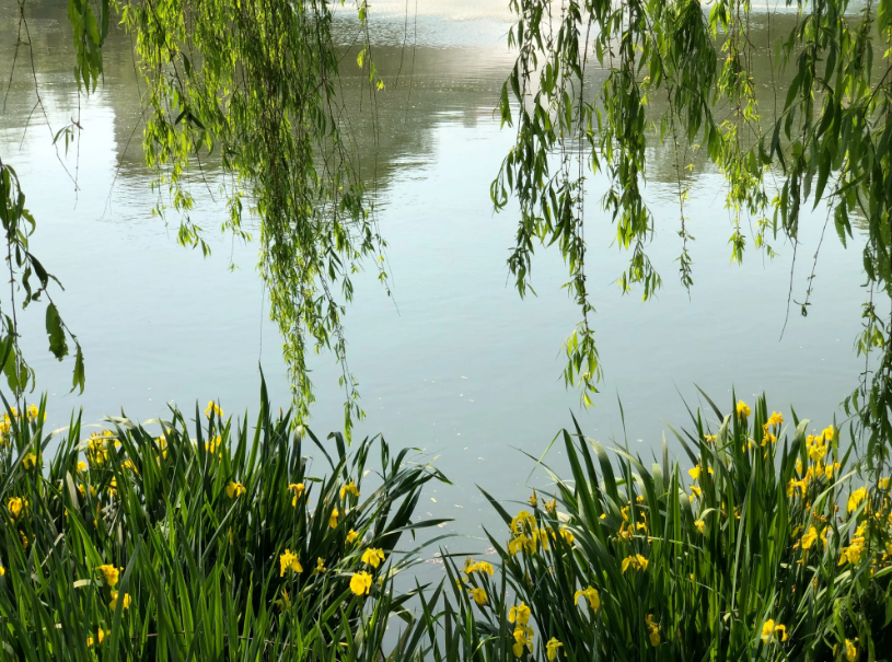 周嗣远 | 林中尽赏鸣禽叫，风雨桥头话夏归（夏天之歌二十五首）