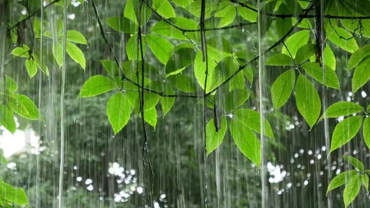 周嗣远 | 林中尽赏鸣禽叫，风雨桥头话夏归（夏天之歌二十五首）