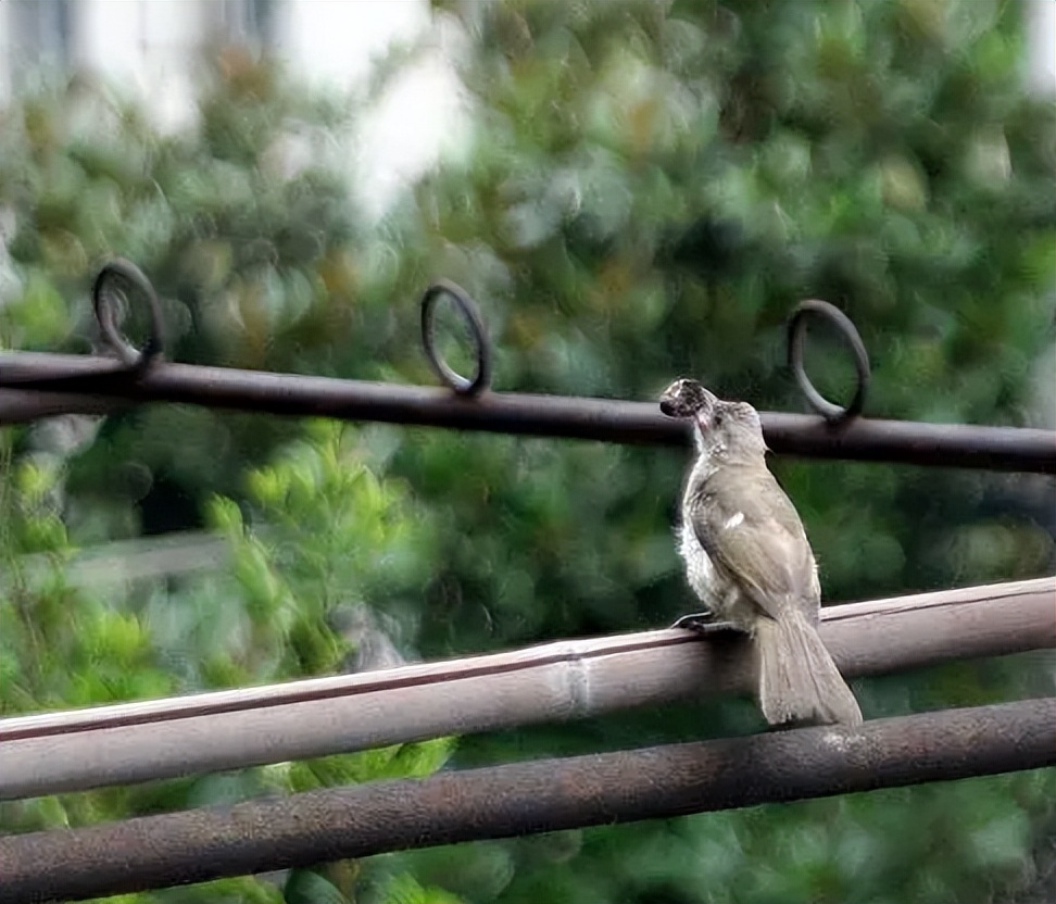 周嗣远 | 林中尽赏鸣禽叫，风雨桥头话夏归（夏天之歌二十五首）