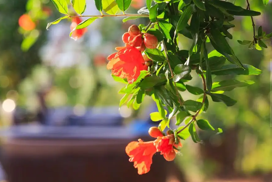 周嗣远 | 林中尽赏鸣禽叫，风雨桥头话夏归（夏天之歌二十五首）