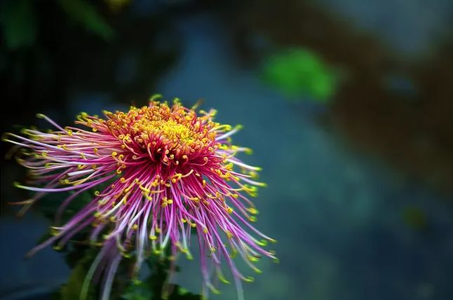 《菊花》古诗不是花中偏爱菊（不是花中偏爱菊此花开尽更无花的诗意）