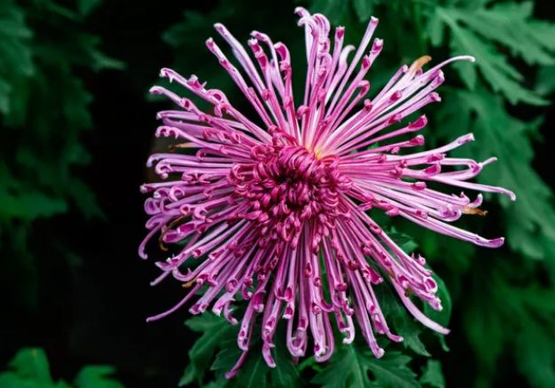 《菊花》古诗不是花中偏爱菊（不是花中偏爱菊此花开尽更无花的诗意）