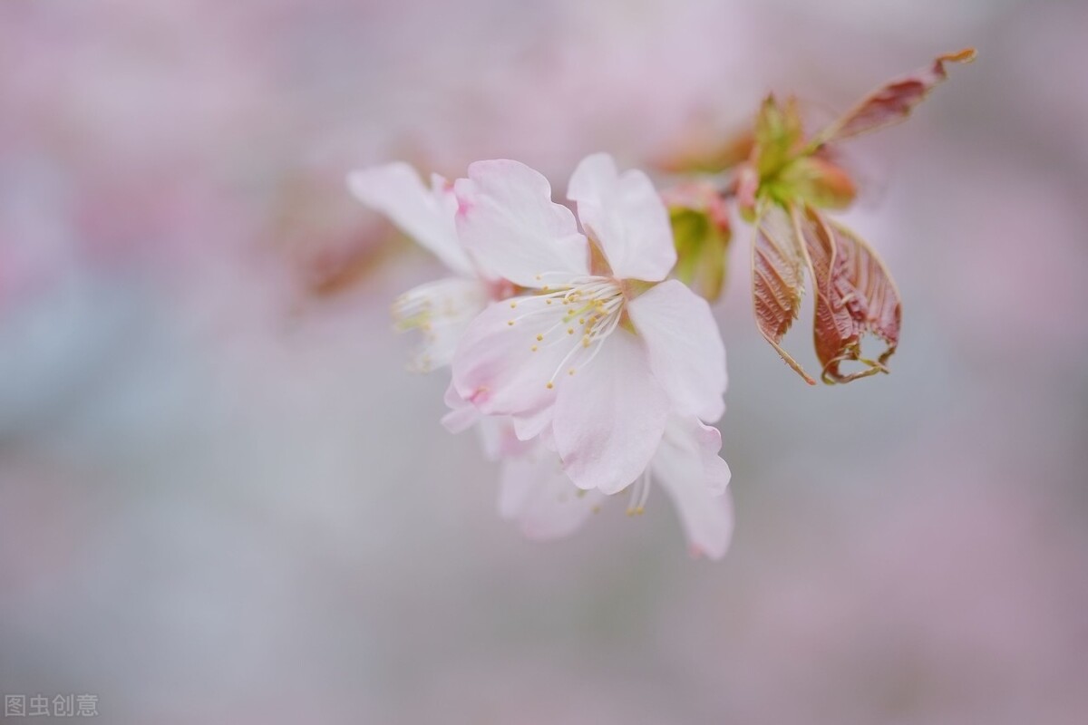 读《七色花》有感。人生就像一朵七色花，我们不能只为自己活着