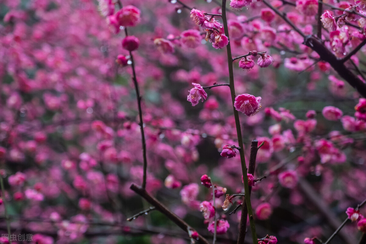 初中满分作文《雨中》雨中漫步，欢乐长驻