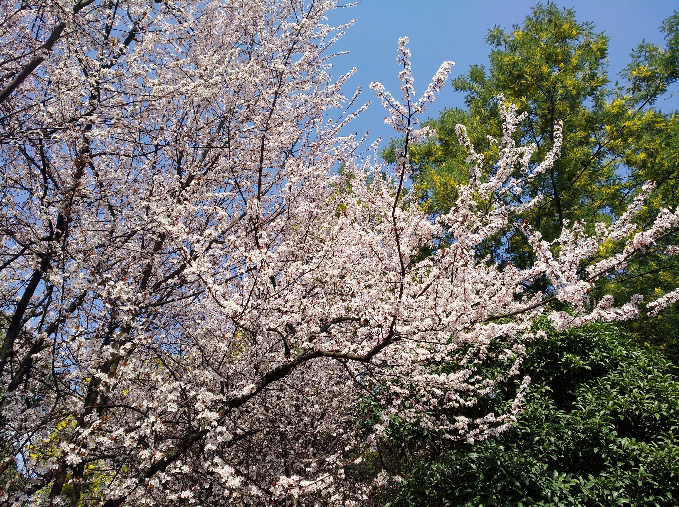 看着这些花儿，难道你不想说点什么？