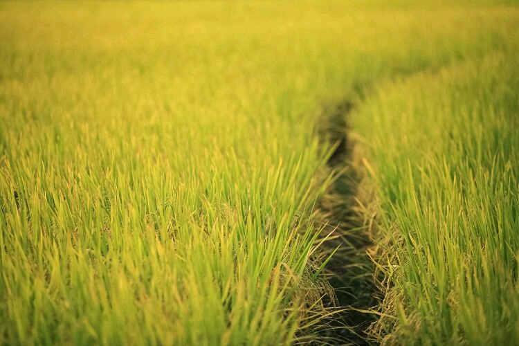 水塘山四个舅舅