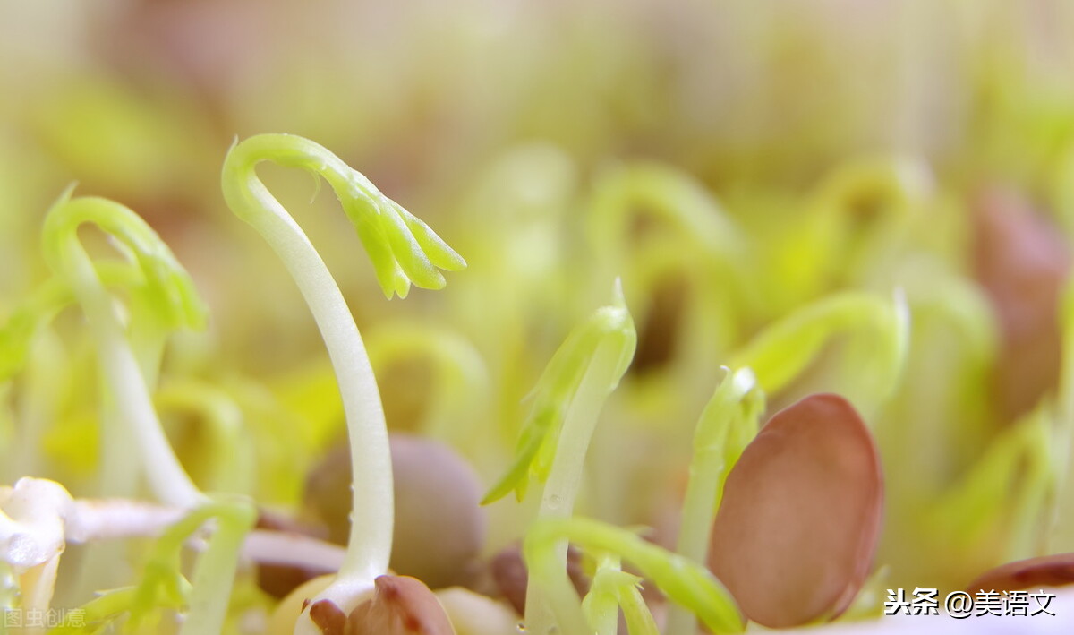 小学生优秀作文：种植让生活更美好