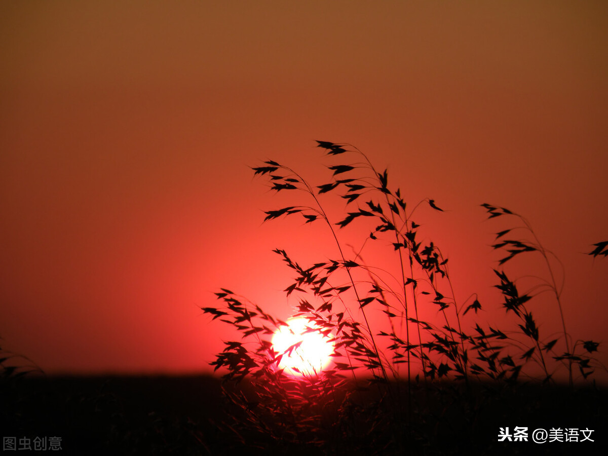 流浪狗的幸福生活作文（初中优秀作文流浪狗的幸福生活）