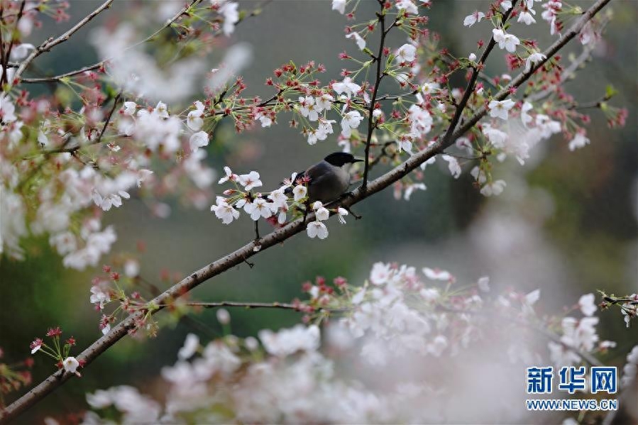 形容春暖花开的优美句子发朋友圈