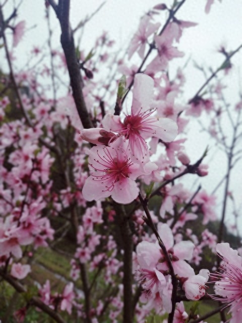 桃花诺的句子