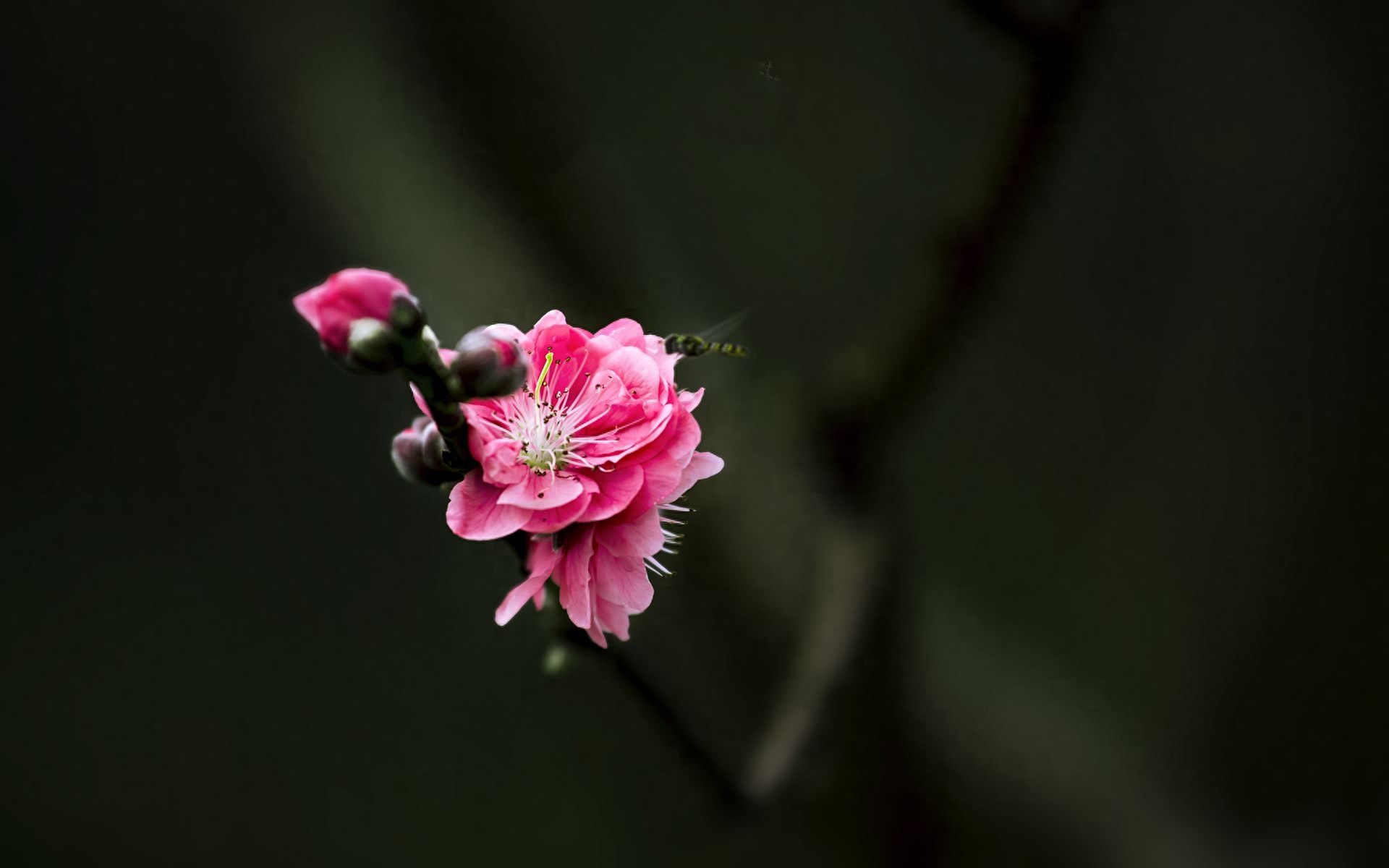 咏桃花七律新韵诗