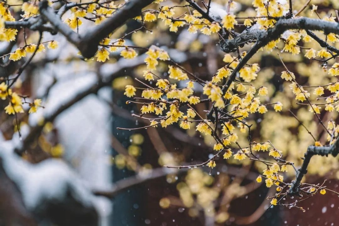 雪景诗词歌赋