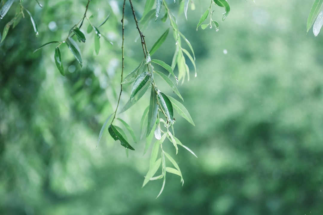 十首最美描写春雨的诗词