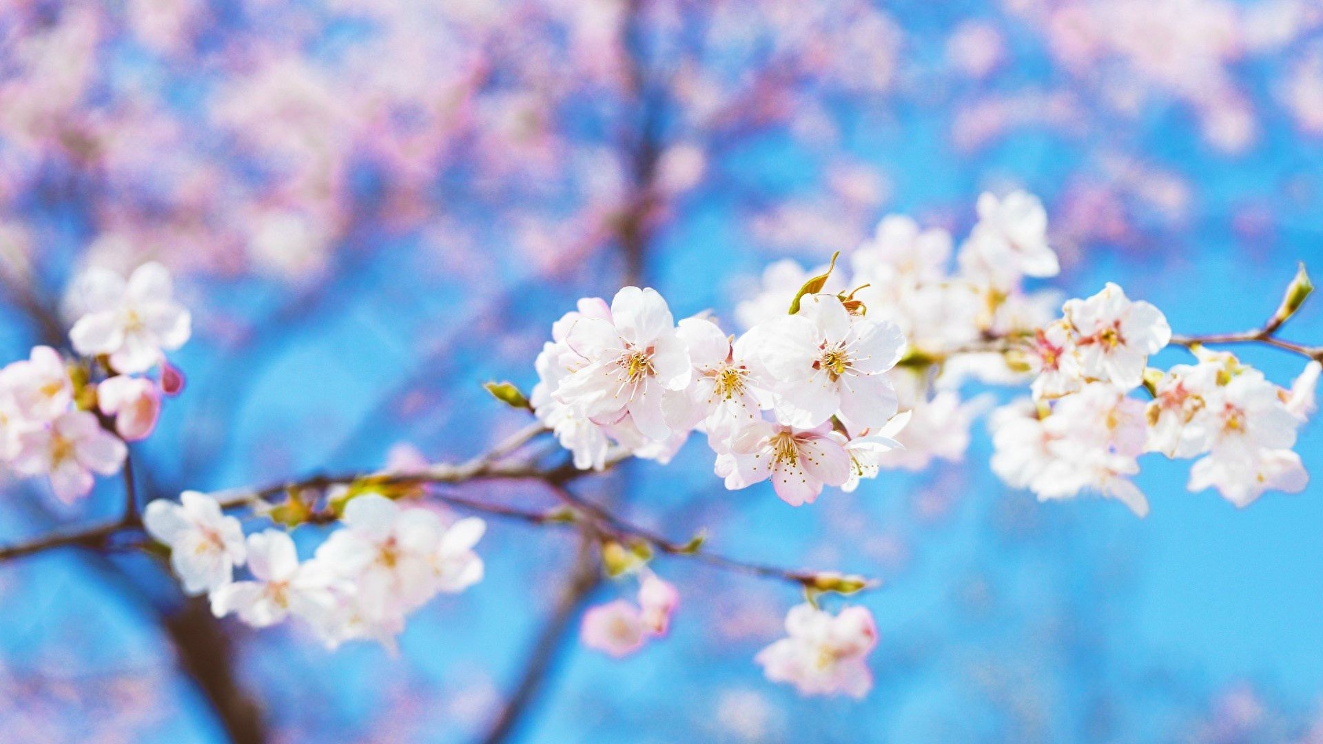 咏桃花七律新韵诗