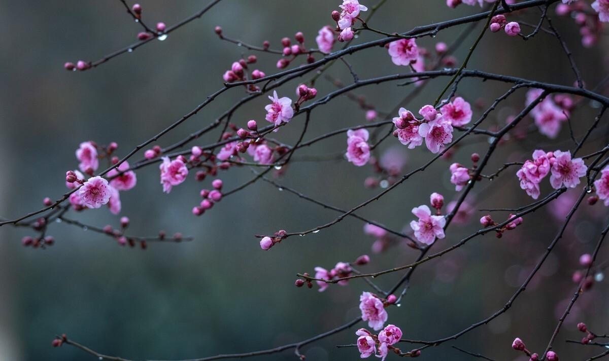 春分春雨古诗