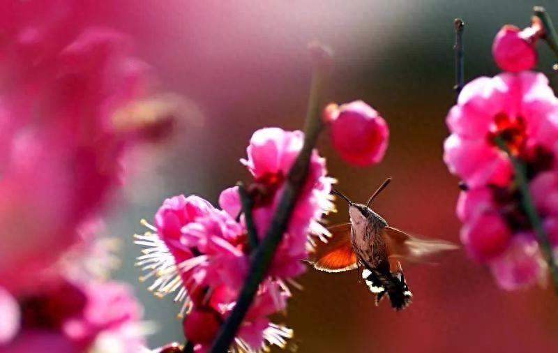 《梅花》诗词