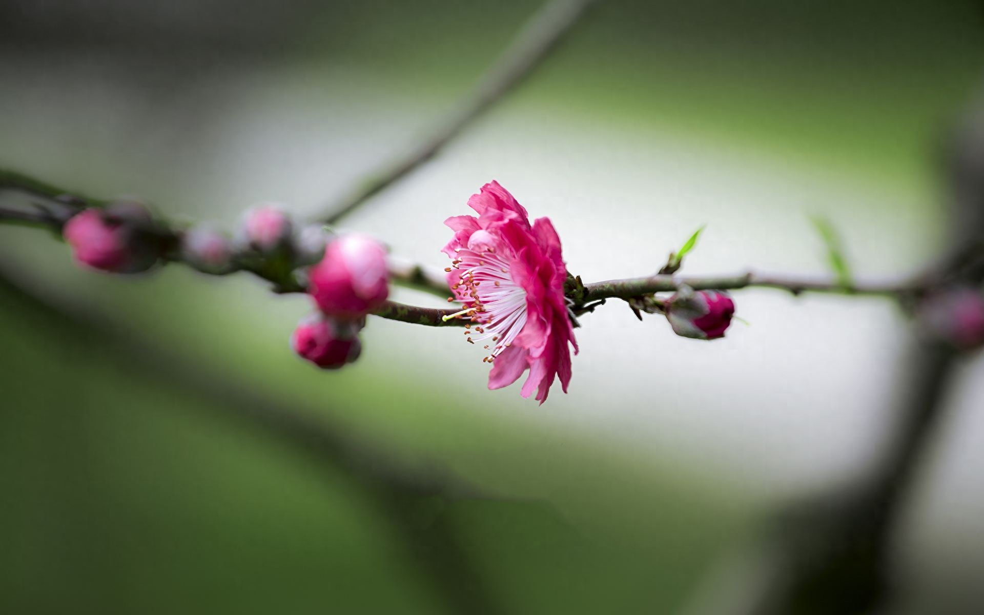 咏桃花七律新韵诗