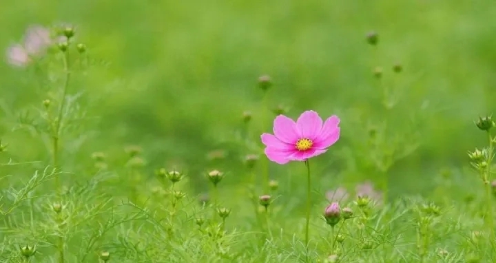 三八妇女节文案大全