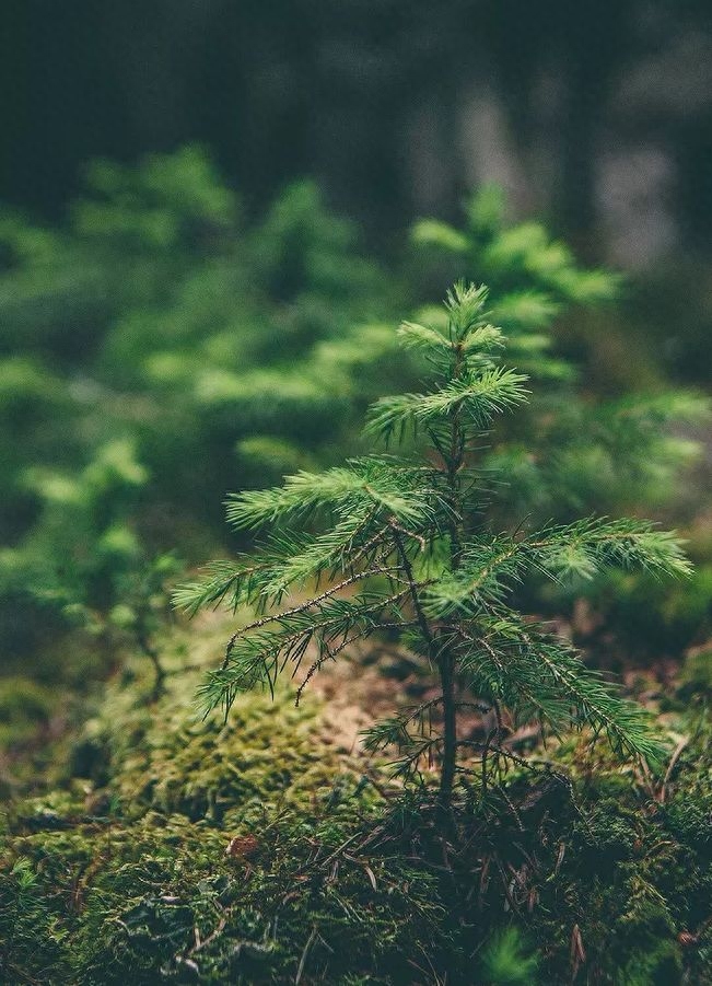 植树古诗大全