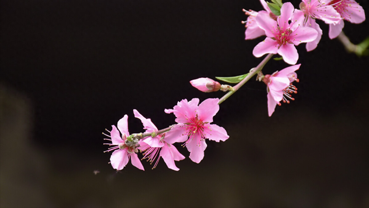 十首桃花诗