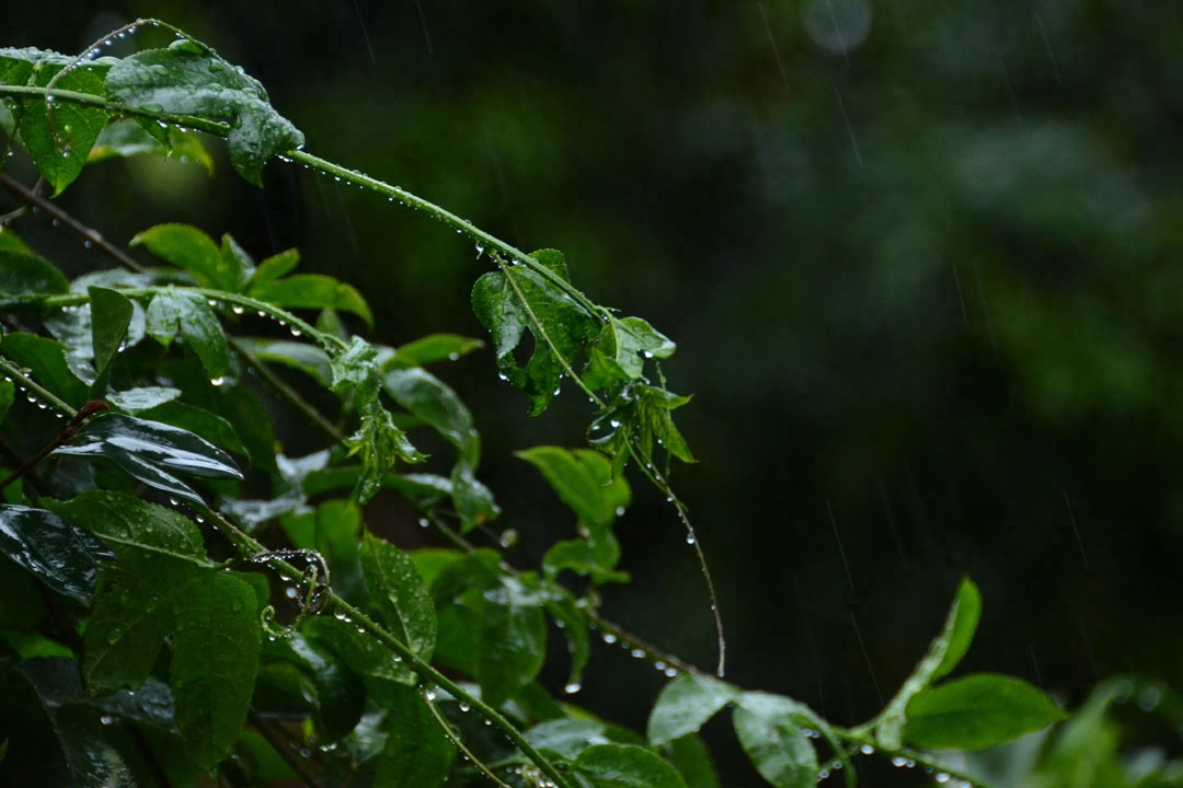 十首最美描写春雨的诗词