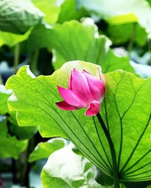 飞花令带夏的诗100首