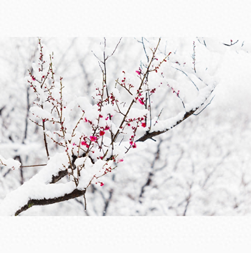 晶莹剔透的雪景诗歌