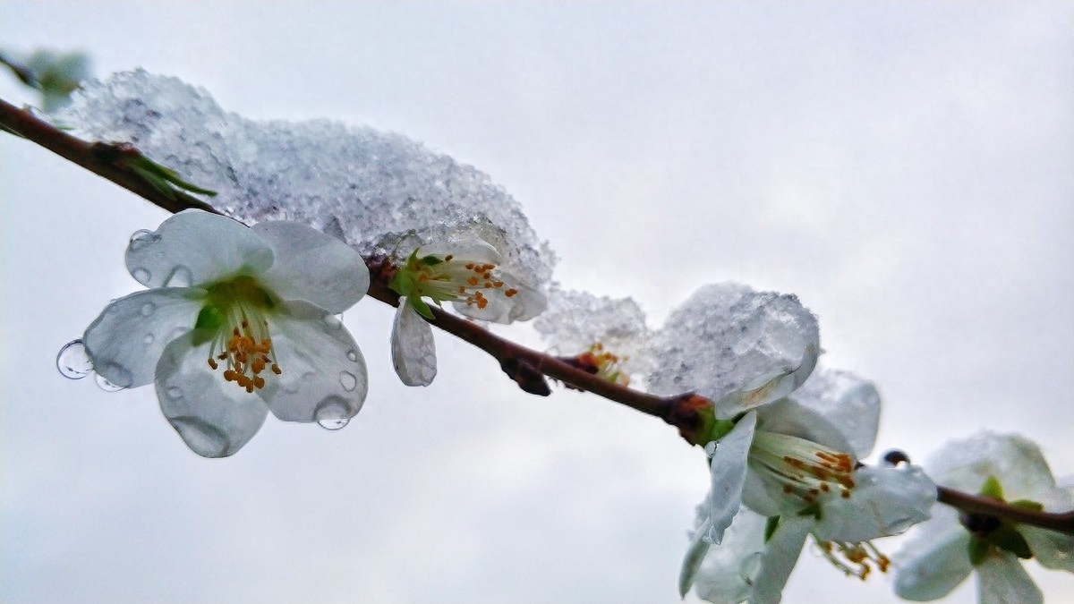 晶莹剔透的雪景诗歌