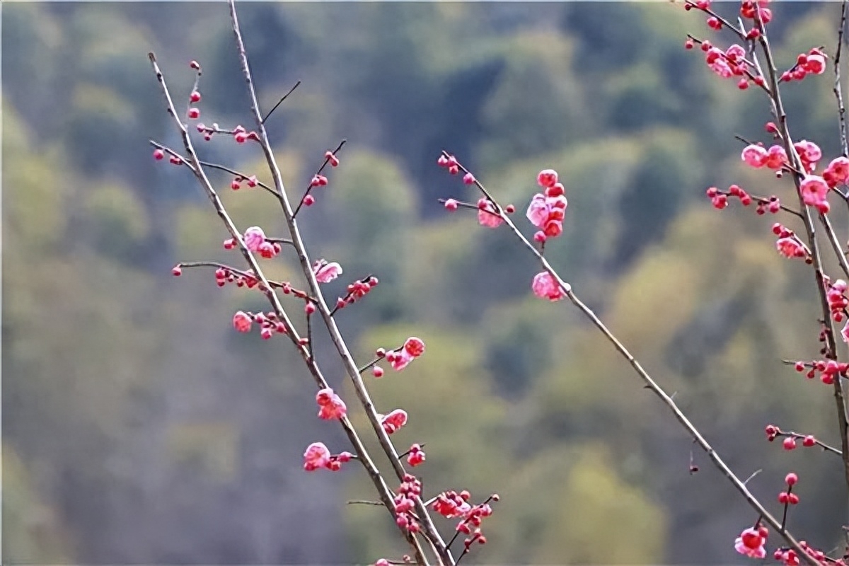 春天来了万物复苏的文案