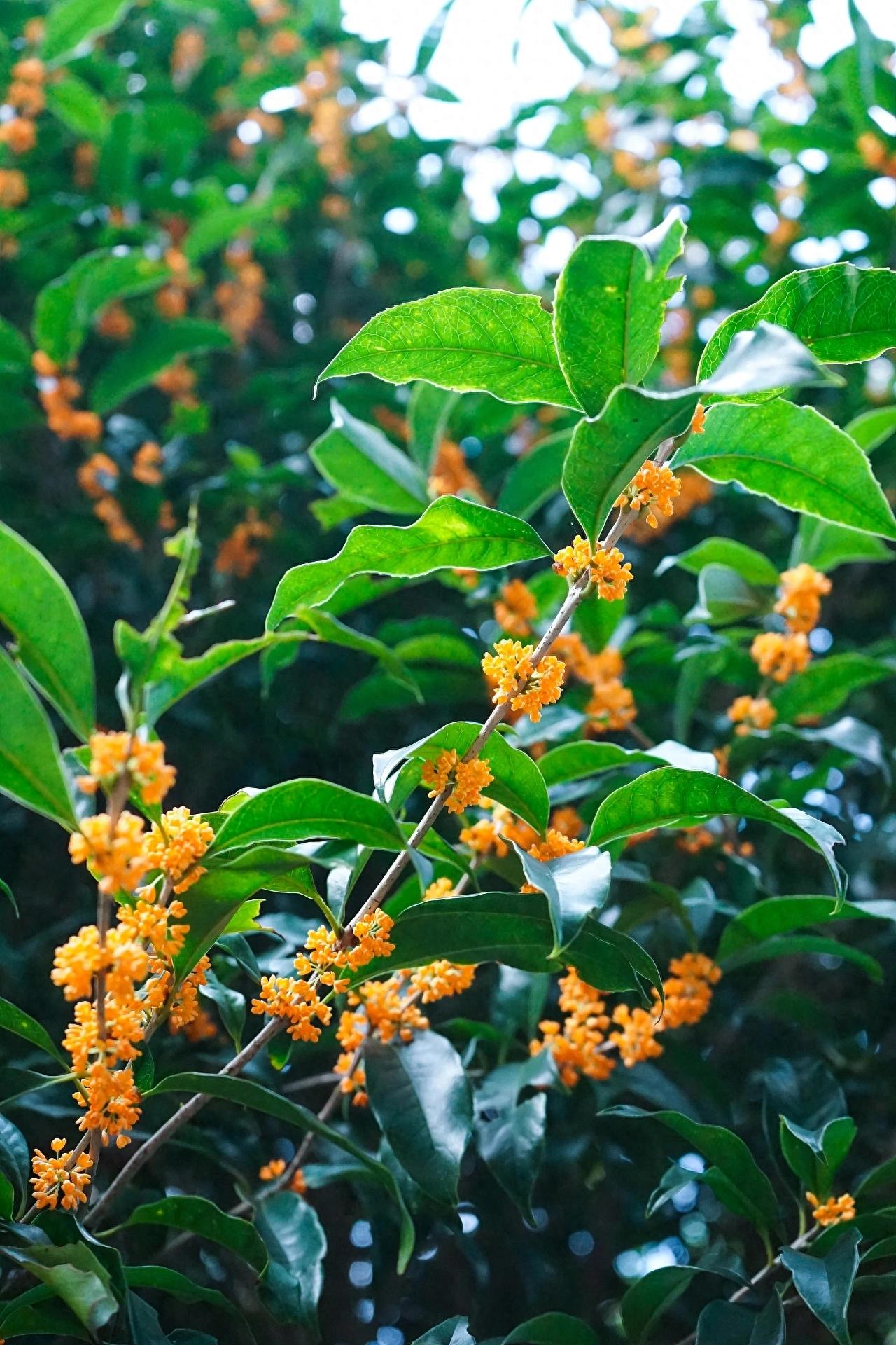 桂花诗词集锦