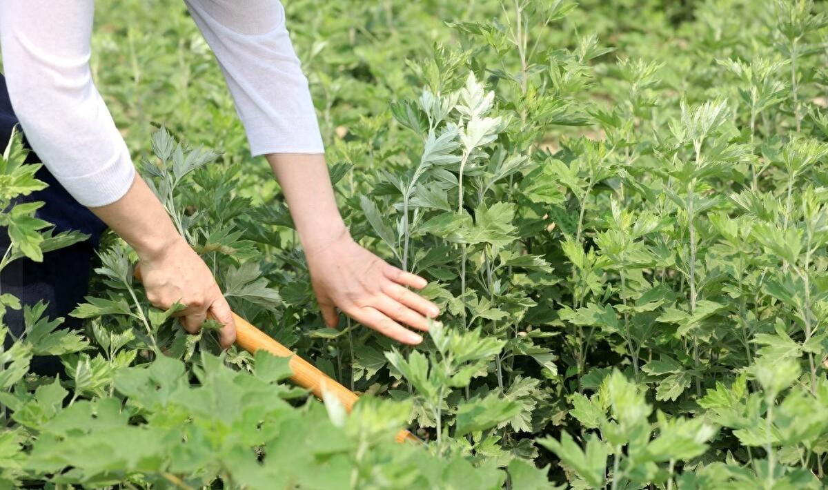 《永遇乐·夏至》原文、翻译、注释、赏析