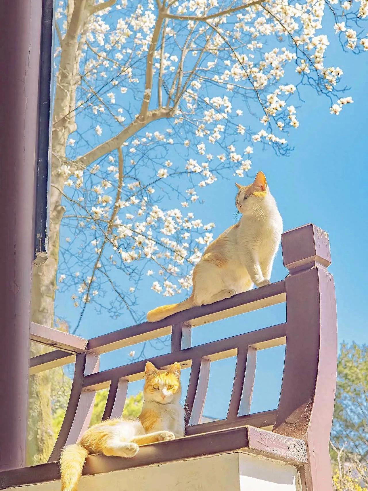 最浪漫的早安情话大全